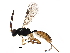  (crypMalaise01 Malaise8511 - BIOUG29625-A06)  @14 [ ] CreativeCommons - Attribution (2016) CBG Photography Group Centre for Biodiversity Genomics