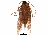  (Blastobasis babae - BIOUG29626-H01)  @13 [ ] CreativeCommons - Attribution (2016) CBG Photography Group Centre for Biodiversity Genomics