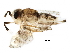  ( - BIOUG29671-A12)  @13 [ ] CreativeCommons - Attribution (2016) CBG Photography Group Centre for Biodiversity Genomics
