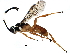  (Carinodes Malaise7350 - BIOUG29630-D08)  @14 [ ] CreativeCommons - Attribution (2016) CBG Photography Group Centre for Biodiversity Genomics
