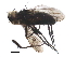  ( - BIOUG29661-C12)  @12 [ ] CreativeCommons - Attribution (2019) CBG Photography Group Centre for Biodiversity Genomics