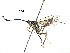  (Polycyrtus Malaise7851 - BIOUG29670-A10)  @14 [ ] CreativeCommons - Attribution (2016) CBG Photography Group Centre for Biodiversity Genomics
