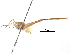  (Microcentrum sp1 - BIOUG29623-C07)  @14 [ ] CreativeCommons - Attribution (2016) CBG Photography Group Centre for Biodiversity Genomics