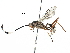  (crypMalaise01 Malaise7892 - BIOUG29623-E06)  @14 [ ] CreativeCommons - Attribution (2016) CBG Photography Group Centre for Biodiversity Genomics