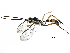  (Lymeon Malaise7719 - BIOUG29677-C10)  @14 [ ] CreativeCommons - Attribution (2016) CBG Photography Group Centre for Biodiversity Genomics