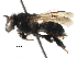  (Scaptotrigona luteipennis - BIOUG29670-D04)  @14 [ ] CreativeCommons - Attribution (2016) CBG Photography Group Centre for Biodiversity Genomics