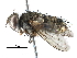  (Anisia Janzen7372 - BIOUG29670-G09)  @14 [ ] CreativeCommons - Attribution (2016) CBG Photography Group Centre for Biodiversity Genomics