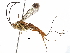  (Banchinae - BIOUG29686-D07)  @15 [ ] CreativeCommons - Attribution (2016) CBG Photography Group Centre for Biodiversity Genomics