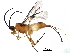 (Aerophilus paulmarshi - BIOUG29687-E06)  @14 [ ] CreativeCommons - Attribution (2016) CBG Photography Group Centre for Biodiversity Genomics