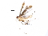  (malaiseGraci01 Malaise9458 - BIOUG29751-A03)  @13 [ ] CreativeCommons - Attribution (2016) CBG Photography Group Centre for Biodiversity Genomics