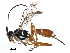  (Lymeon Malaise6727 - BIOUG29547-H04)  @14 [ ] CreativeCommons - Attribution (2016) CBG Photography Group Centre for Biodiversity Genomics