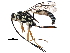  (cryptJanzen01 Malaise7565 - BIOUG29615-A09)  @14 [ ] CreativeCommons - Attribution (2016) CBG Photography Group Centre for Biodiversity Genomics