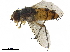  (Leskia Malaise0135 - BIOUG29615-F11)  @11 [ ] CreativeCommons - Attribution (2019) CBG Photography Group Centre for Biodiversity Genomics
