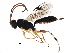  (GauldY - BIOUG29718-B05)  @14 [ ] CreativeCommons - Attribution (2016) CBG Photography Group Centre for Biodiversity Genomics