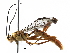  (Labena Malaise5968 - BIOUG29614-E06)  @15 [ ] CreativeCommons - Attribution (2016) CBG Photography Group Centre for Biodiversity Genomics