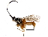  (ichneuMalaise01 Malaise9725 - BIOUG29758-E07)  @14 [ ] CreativeCommons - Attribution (2016) CBG Photography Group Centre for Biodiversity Genomics
