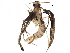  (malaiseGraci01 Malaise5561 - BIOUG29762-F11)  @13 [ ] CreativeCommons - Attribution (2016) CBG Photography Group Centre for Biodiversity Genomics