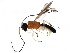  (Leptodrepana felipechavarriai - BIOUG29764-B11)  @14 [ ] CreativeCommons - Attribution (2016) CBG Photography Group Centre for Biodiversity Genomics