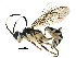  (ichneuMalaise01 Malaise9864 - BIOUG29773-A09)  @14 [ ] CreativeCommons - Attribution (2016) CBG Photography Group Centre for Biodiversity Genomics