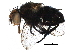  (Actia Malaise5535 - BIOUG29818-B12)  @14 [ ] CreativeCommons - Attribution (2016) CBG Photography Group Centre for Biodiversity Genomics