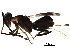  ( - BIOUG29743-G11)  @11 [ ] CreativeCommons - Attribution (2017) CBG Photography Group Centre for Biodiversity Genomics