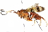  (crypMalaise01 Malaise7729 - BIOUG29749-A04)  @14 [ ] CreativeCommons - Attribution (2016) CBG Photography Group Centre for Biodiversity Genomics