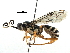  (Carinodes malaise0040 - BIOUG29757-E09)  @15 [ ] CreativeCommons - Attribution (2016) CBG Photography Group Centre for Biodiversity Genomics