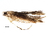  (malaiseGraci01 Malaise1149 - BIOUG29746-D09)  @13 [ ] CreativeCommons - Attribution (2016) CBG Photography Group Centre for Biodiversity Genomics