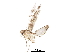  (malaiseGraci01 Malaise9161 - BIOUG29746-F08)  @13 [ ] CreativeCommons - Attribution (2016) CBG Photography Group Centre for Biodiversity Genomics