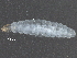  ( - BIOUG29827-C02)  @12 [ ] CreativeCommons - Attribution (2016) CBG Photography Group Centre for Biodiversity Genomics