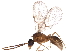  (Strumigenys lanuginosa - BIOUG29794-A02)  @14 [ ] CreativeCommons - Attribution (2016) CBG Photography Group Centre for Biodiversity Genomics