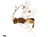  (Phanerotoma angelagonzalezae - BIOUG29845-C10)  @13 [ ] CreativeCommons - Attribution (2017) CBG Photography Group Centre for Biodiversity Genomics