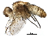  (Genea Malaise8792 - BIOUG29847-D06)  @13 [ ] CreativeCommons - Attribution (2016) CBG Photography Group Centre for Biodiversity Genomics