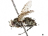  (Ceracia Malaise9869 - BIOUG29848-A07)  @14 [ ] CreativeCommons - Attribution (2019) CBG Photography Group Centre for Biodiversity Genomics