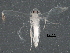  (malaiseGraci01 Malaise6948 - BIOUG28743-F10)  @13 [ ] CreativeCommons - Attribution (2016) CBG Photography Group Centre for Biodiversity Genomics