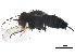  ( - BIOUG28409-B01)  @11 [ ] CreativeCommons - Attribution (2019) CBG Photography Group Centre for Biodiversity Genomics