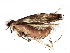  (malaiseGraci01 Malaise0361 - BIOUG28746-E08)  @13 [ ] CreativeCommons - Attribution (2016) CBG Photography Group Centre for Biodiversity Genomics