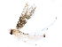  (malaiseGraci01 malaise0544 - BIOUG28747-F10)  @12 [ ] CreativeCommons - Attribution (2016) CBG Photography Group Centre for Biodiversity Genomics