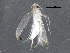  (malaiseGraci01 malaise0269 - BIOUG28749-G03)  @13 [ ] CreativeCommons - Attribution (2016) CBG Photography Group Centre for Biodiversity Genomics