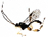  (Orthocentrus Malaise5656 - BIOUG28392-G01)  @15 [ ] CreativeCommons - Attribution (2016) CBG Photography Group Centre for Biodiversity Genomics
