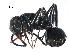  (Camponotus brettesi - BIOUG28393-F08)  @14 [ ] CreativeCommons - Attribution (2016) CBG Photography Group Centre for Biodiversity Genomics