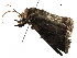 ( - BIOUG28390-D08)  @13 [ ] CreativeCommons - Attribution (2016) CBG Photography Group Centre for Biodiversity Genomics