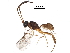  (crypMalaise01 Malaise7095 - BIOUG28396-B12)  @14 [ ] CreativeCommons - Attribution (2016) CBG Photography Group Centre for Biodiversity Genomics