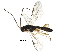  (Chilocyrtus Malaise8027 - BIOUG28667-E06)  @14 [ ] CreativeCommons - Attribution (2016) CBG Photography Group Centre for Biodiversity Genomics