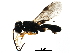  ( - BIOUG28728-G11)  @13 [ ] CreativeCommons - Attribution (2016) CBG Photography Group Centre for Biodiversity Genomics