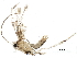  (malaiseGraci01 malaise0682 - BIOUG28825-D10)  @13 [ ] CreativeCommons - Attribution (2016) CBG Photography Group Centre for Biodiversity Genomics