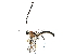 (Meniscomorpha Malaise1783 - BIOUG28824-G12)  @13 [ ] CreativeCommons - Attribution (2016) CBG Photography Group Centre for Biodiversity Genomics