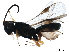  ( - BIOUG28876-C11)  @13 [ ] CreativeCommons - Attribution (2019) CBG Photography Group Centre for Biodiversity Genomics