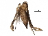 ( - BIOUG28717-C02)  @12 [ ] CreativeCommons - Attribution (2016) CBG Photography Group Centre for Biodiversity Genomics