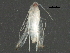  (malaiseGraci01 Malaise8137 - BIOUG28718-D01)  @12 [ ] CreativeCommons - Attribution (2016) CBG Photography Group Centre for Biodiversity Genomics